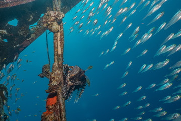 Fish swim in the Red Sea, colorful fish, Eilat Israel