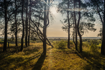 Fototapeta premium Forest trees in the summer season. Forest glade surrounded by trees. Early sunset in the background. Nature background concept.