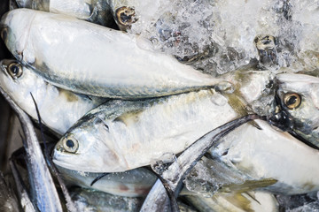 Fresh variety fish seafood sell in market