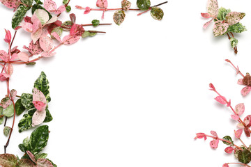 ハツユキカズラの背景画像