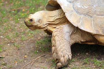 Obraz premium Tortues dans leur enclos au parc
