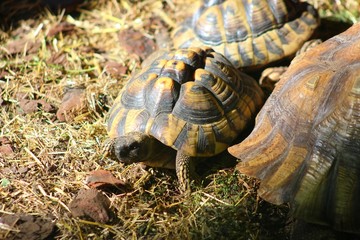 Tortues dans leur enclos au parc