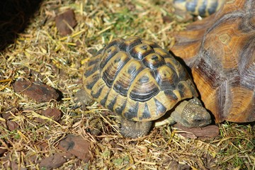 Tortues dans leur enclos au parc
