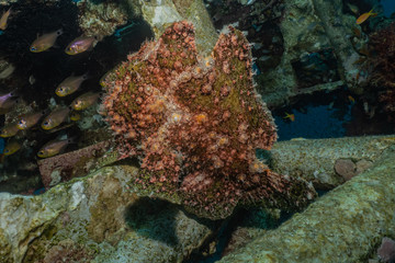 Obraz na płótnie Canvas Frog fish in the Red Sea Colorful and beautiful, Eilat Israel