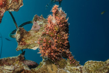 Frog fish in the Red Sea Colorful and beautiful, Eilat Israel