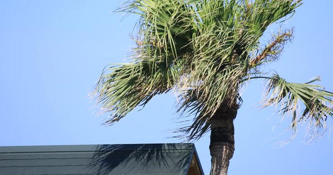 Plam tree at Ohama beach in Amami oshima Kagoshima