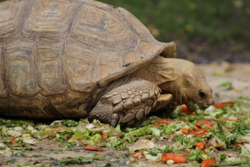 Obraz premium Tortue mangeant son repas dans son enclos