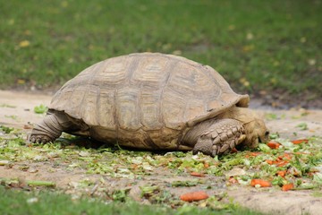 Tortue mangeant son repas dans son enclos