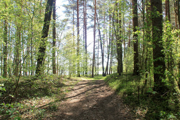 Countryside landscape in a sunny day