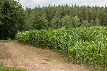 Corn field with young plants on fertile soil