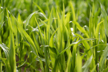 Corn field with young plants on fertile soil