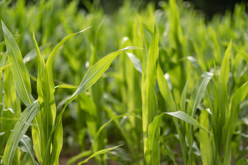 Corn field with young plants on fertile soil