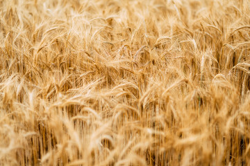 Wheat closeup. Wheat field. Background of ripening ears of wheat. Harvest and food concept.