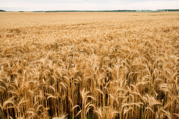 Yellow wheat grain ready for harvest in farm field