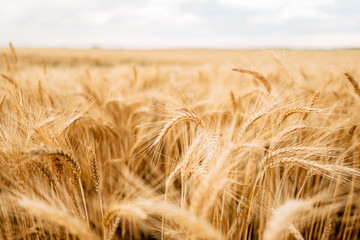 Yellow wheat grain ready for harvest in farm field