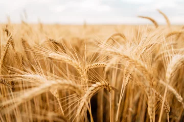 Fotobehang Yellow wheat grain ready for harvest in farm field © Pavel