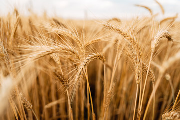 Yellow wheat grain ready for harvest in farm field