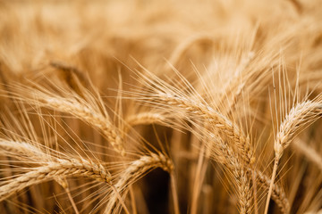Yellow wheat grain ready for harvest in farm field