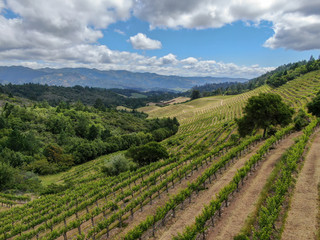 Aerial view of Napa Valley with vineyard and little lake. Napa County, in California's Wine Country. Vineyards landscape.