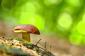 Mushrooms in the summer forest after rain