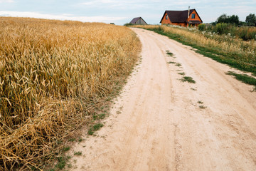 Rural dirt road and yellow wheat field natural landscape