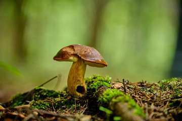 Mushrooms in the summer forest after rain