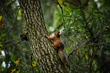 Squirrel in the summer forest on a tree