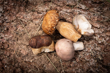 Wild Mushrooms on Rough Tree Bark Background. Nature and Healthy Food Concept.