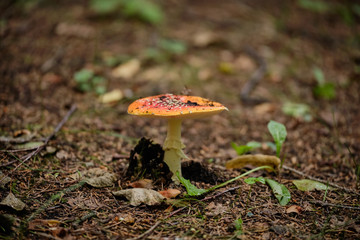 Mushrooms in the summer forest after rain