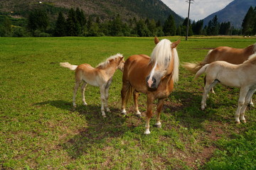 Naklejka na ściany i meble palomino horse. Avelignese. The Haflinger, a breed of horse developed in the South Tyrol region. portrait haflinger horse