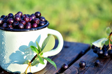 Chokeberry in a mug on the boards in the garden on a sunny summer day.