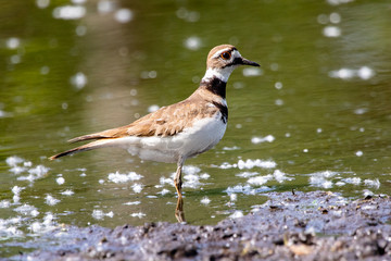 Fauna Birds Shorebirds Plover Killdeer Charadrius Vociferus Pond Background