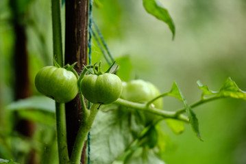 Tomatoes are small green not mature on the branch