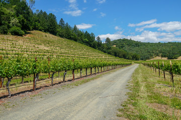 Fototapeta na wymiar Vineyard in Napa Valley. Napa County, in California's Wine Country. Vineyards landscape.