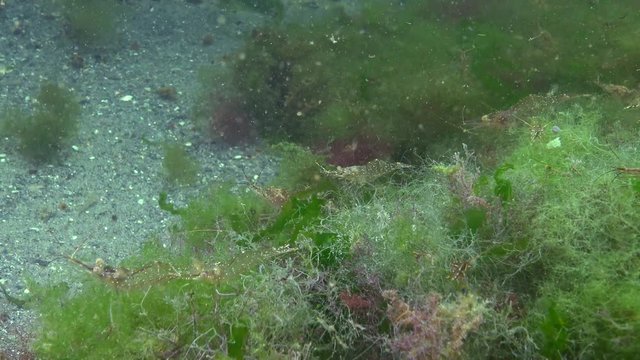 Palaemon adspersus, Grass shrimp lives and eats algae, Black Sea
