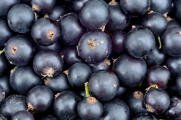 Berries of ripe black currant as a background.
