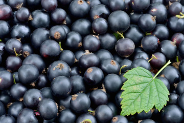 Berries of black currant and green leaf of black currant