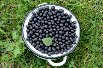 Black currant berries in a metal pan on green grass