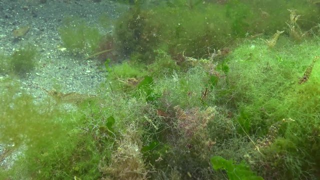 Palaemon adspersus, Grass shrimp lives and eats algae, Black Sea