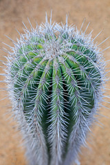 Cactus plants Pachycereus pringlei