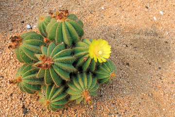 Cactus plants Notocactus magnificus