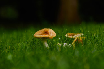 Mushrooms in the summer forest after rain