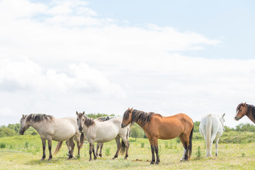 Obraz premium Wild Ponies of the Isle of Anglesey in Wales
