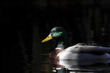 Elegant mallard glides through sun and shadow