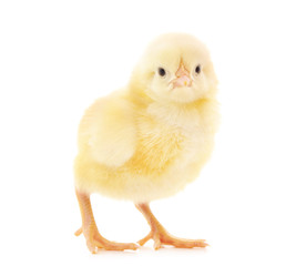 Small yellow chicken.