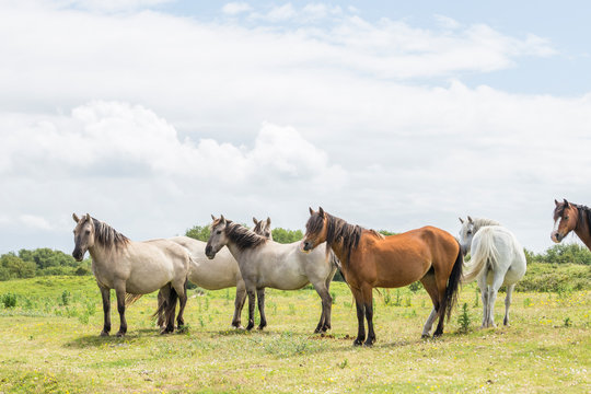 Wild Ponies Of The Isle Of Anglesey In Wales