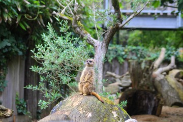 suricate sur un tronc d'arbre dans son enclos au zoo
