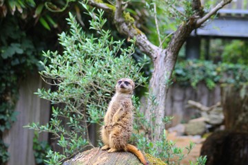 suricate sur un tronc d'arbre dans son enclos au zoo
