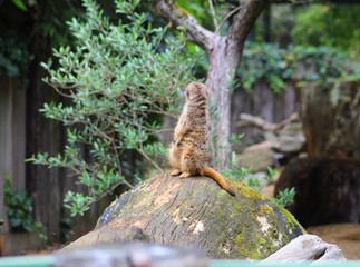 suricate sur un tronc d'arbre dans son enclos au zoo