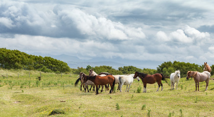 Naklejka na ściany i meble Wild Coastal Ponies in North Wales, UK